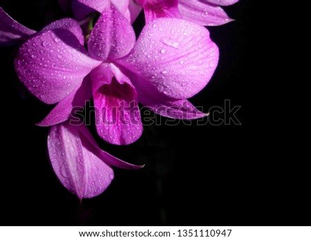 Romantic Purple Orchid Isolated on Black Background