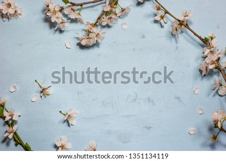 White spring blossom on blue pastel color background, top view with copy space. Springtime concept.