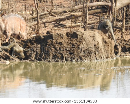 Baboon walking net to a water hole.