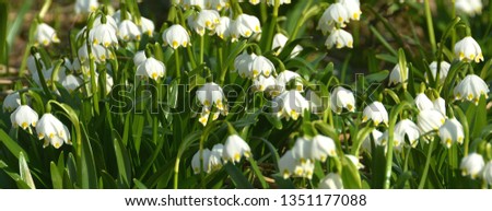 a group of snowdrops