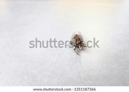 cicada insect on the floor tiles gray background.
