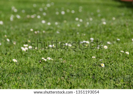 Grass in foreground with some daisies in the background
