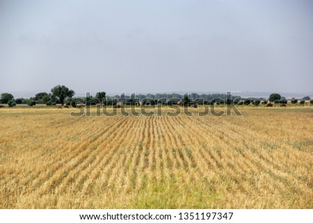 Yellow crop field lines