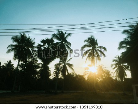 Yellow sun, sky and coconut trees