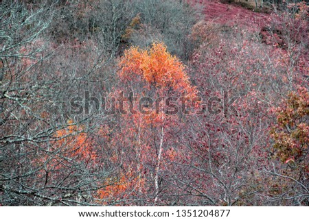 Yellow and orange treein a grey forest during the autumn