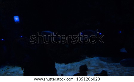 dark ocean aquarium