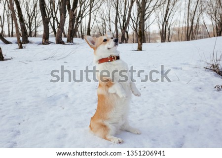 The beautiful Royal dog Pembroke Welsh Corgi walks in the winter Park on a clear day.