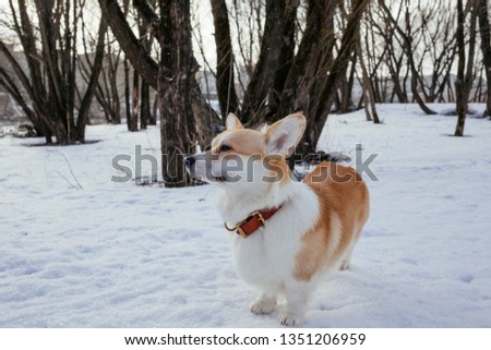 The beautiful Royal dog Pembroke Welsh Corgi walks in the winter Park on a clear day.