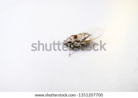 
cicada insect on white paper Background 
