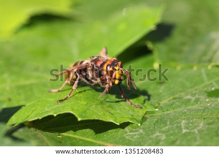 close view of hornet on a green leaf