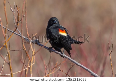 Male  red-winged blackbird (Agelaius phoeniceus) sitting on a branch of a bush.