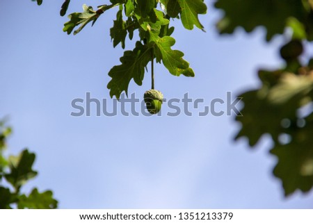 Acorn hanging waiting for a  chipmunk