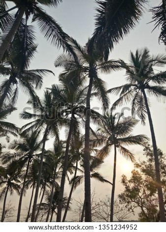 Coconut Palm trees along riverside