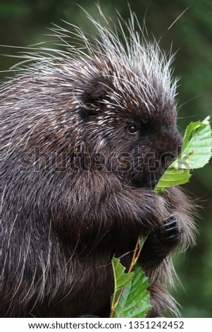 Porcupine eating close up