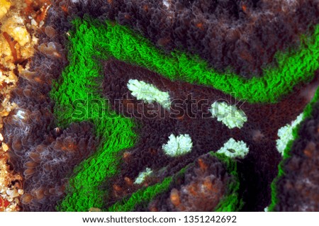 coral macro image