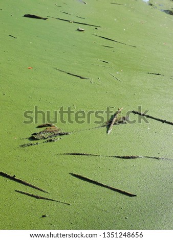 Close up of wood and branches floating on the surface of the water covered in lemna. Poland, Europe