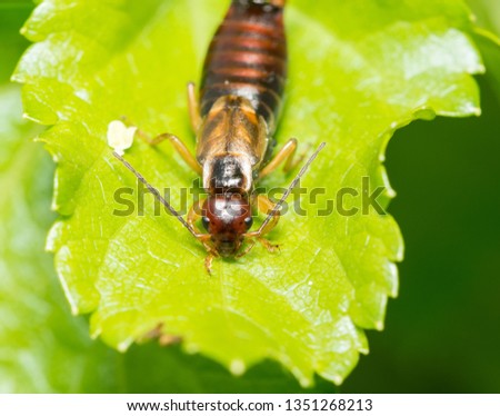 A macro image of a male earwig, Forficula auricularia on a leaf in England in the Spring. This one has a missing leg.