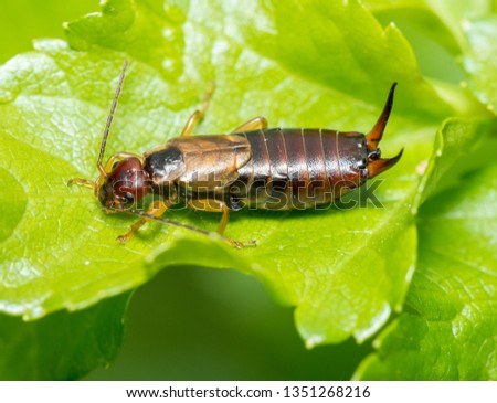 A macro image of a male Earwig, Forficula auricularia, on a leaf in England, UK in the Springtime. Note, he has a leg missing.