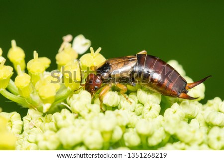 A macro image of a male Earwig, Forficula auricularia, feeding on pollen. The image shows the curved pincers, or cerci,  showing it to be a male. It has a leg missing.