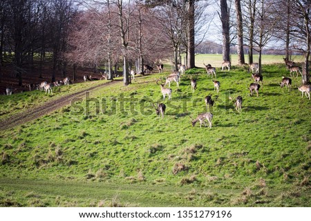 Deers in Phoenix Park, Ireland 