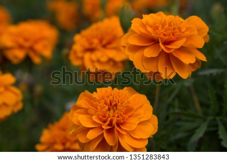 Garden flowers photography