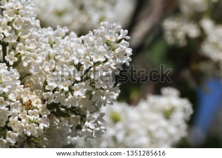 Branch of beautiful white lilac
