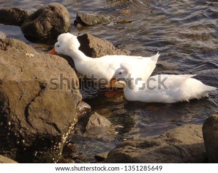 Two white created ducks feed among the rocks of a shallow bay.  Their orange webbed feet are visible under the clear water.
