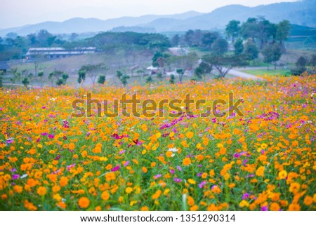 Landscape nature background. Beautiful pink,red and yellow cosmos flower field with Mountains background.