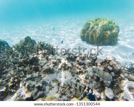 underwater marine life on coral reefs