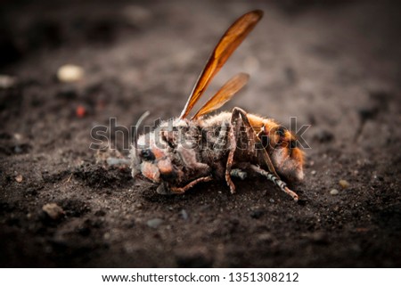 Dusty, Dead Wasp Lying on the Ground