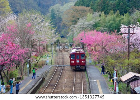A local train arriving at Godo Station of Watarase Keikoku Railroad & tourists on the platform taking pictures of the eye-catching retro locomotive under vibrant blossom trees, in Midori, Gunma, Japan