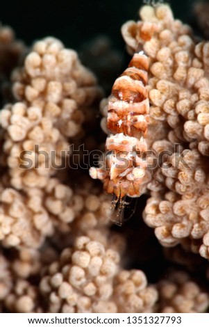  Humpback shrimp (Hippolyte dossena). Picture was taken in Ambon, Indonesia