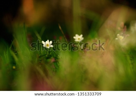 picture, flower in the wild, anemone nemorosa  Anemone nemorosa