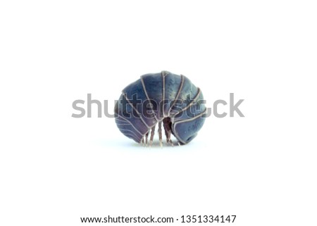 Woodlouse or roly poly on a white background.