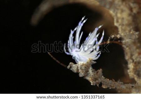 Nudibranch pale Unidentia sandramillenae. Picture was teken in Ambon, Indonesia