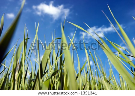 Green grass with blue sky and white clouds