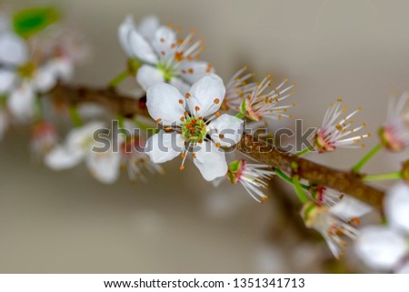 Beautiful floral spring abstract background of nature.