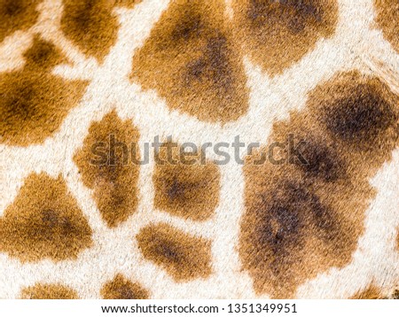 A fur of a giraffe in close-up