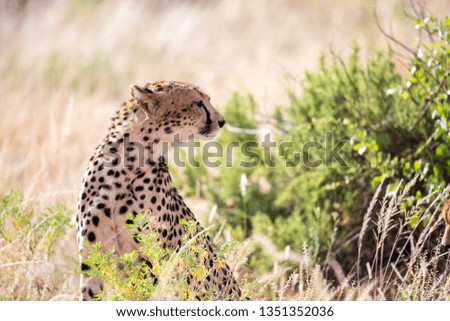 One cheetah in the grass landscape between the bushes