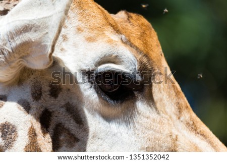 A close-up of one giraffe's head