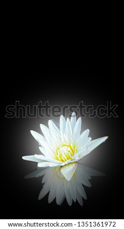 Lotus flowers background, Beautiful white waterlily reflection on black color, lotus for mobile or smartphone vertical background