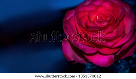 bright red rose on a dark background. blue and black background
