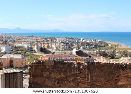 Seagull against the city Denia aerial view with a clear blue sky and the sea.