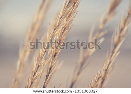 Close-up matte style picture of beach grass.