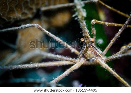 Closeup of Spider fish peering directly into camera