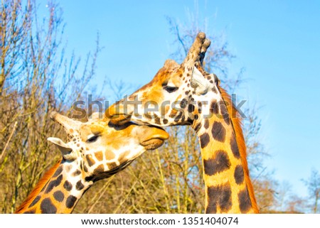 Front on view of a giraffe against tree  and blue sky background