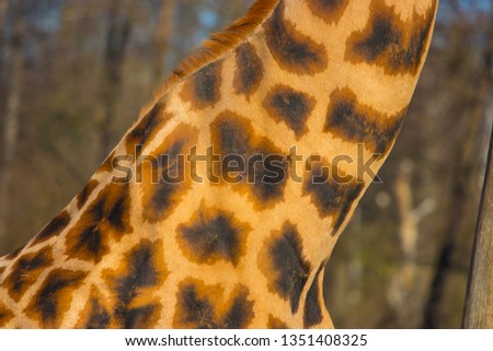 detail of a giraffe and its skin structure
