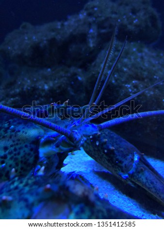 blue lobster details
