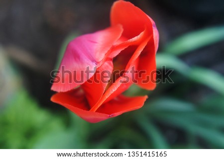 photography of spring flowers in the garden. red tulip closeup.