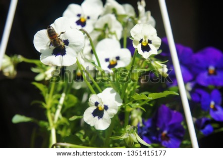 Pansies with a bee. pollination of flowers. white pansies in the garden picture.